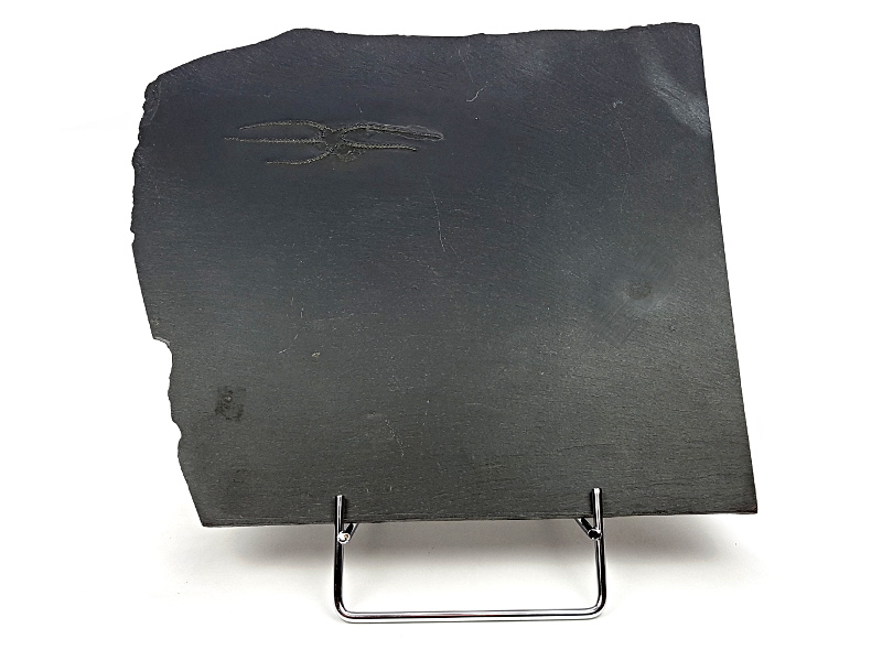 Furcaster palaeozoicus, Schlangenstern Fossil