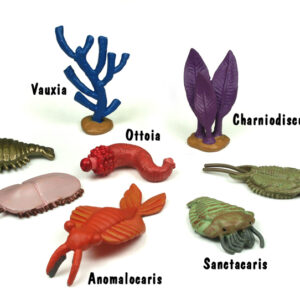 Lebewesen des Kambrium, Röhre von Safari Ltd.